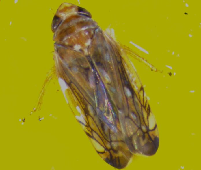 Scaphoideus titanus (foto CREA)