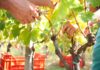 Vendemmia 2026 al via in Italia