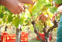 Vendemmia 2026 al via in Italia