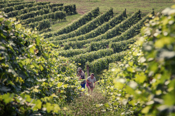 nizza monferrato
