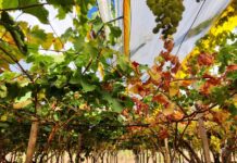 Xylella fastidiosa su vite, il caso pugliese