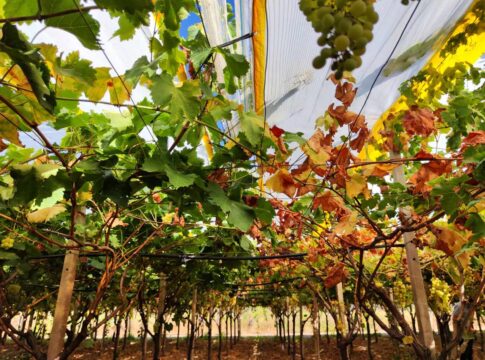 Xylella fastidiosa su vite, il caso pugliese