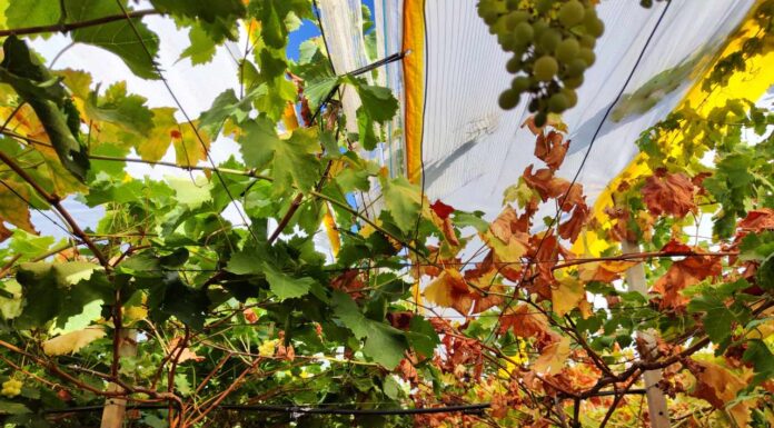 Xylella fastidiosa su vite, il caso pugliese