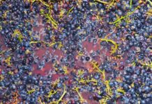Ottimizzare i tempi di macerazione nella vinificazione dei PIWI