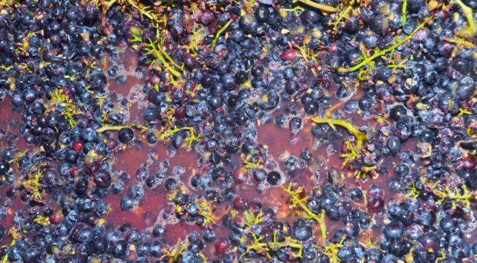 Ottimizzare i tempi di macerazione nella vinificazione dei PIWI