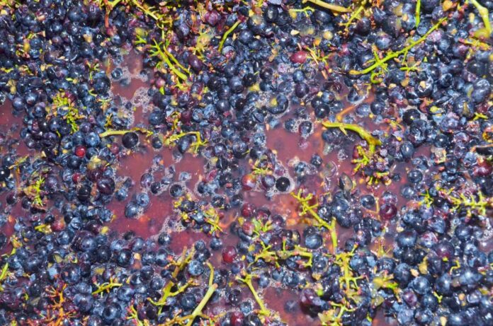 Fermentation of the grapes and making wine