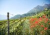 Vini Alto Adige: cresce il percorso verso una viticoltura sostenibile
