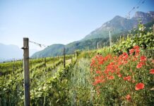 Vini Alto Adige: cresce il percorso verso una viticoltura sostenibile