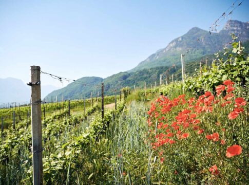 Vini Alto Adige: cresce il percorso verso una viticoltura sostenibile
