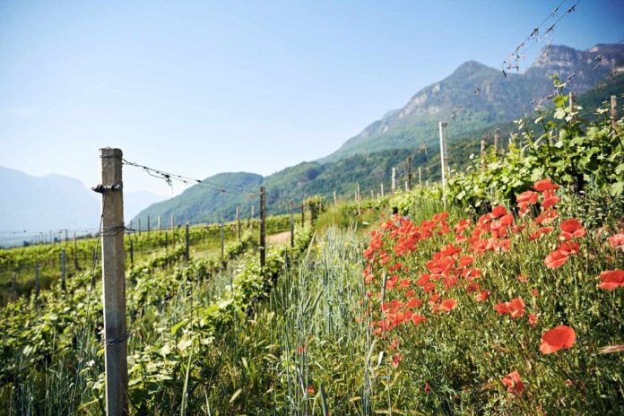 ©IDM Alto Adige_Manuel Ferrigato_0652