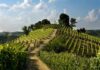 La vendemmia 2026 nel Basso Piemonte