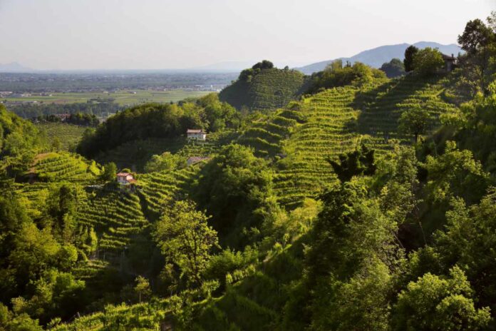 Prosecco DOCG Adami