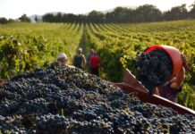L’ombra delle giacenze sulla vendemmia 2026