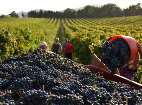 L’ombra delle giacenze sulla vendemmia 2026