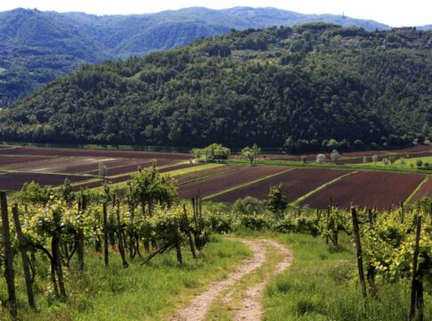La DOC Colli Berici aggiorna il Disciplinare