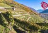 Il Mondial des vins extrêmes 2026 fotografa la viticoltura eroica di 22 Paesi
