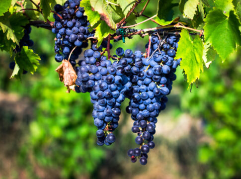 Brunello di Montalcino, vendemmia anticipata di una settimana rispetto al 2025