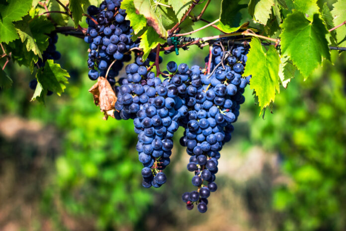 Sangiovese grape, Tuscany vineyards, Brunello di Montalcino, org