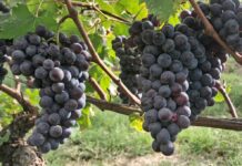 Langhe: vendemmia anticipata di 10 giorni