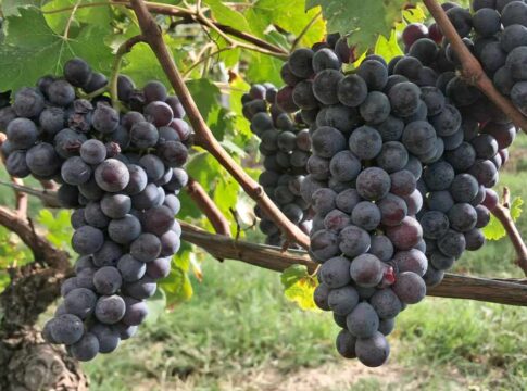 Langhe: vendemmia anticipata di 10 giorni