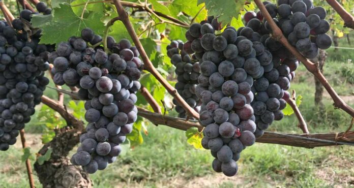 Uva Nebbiolo matura - crediti Antonio Marino