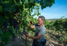 Conclusa la prima vendemmia Piwi d’Abruzzo