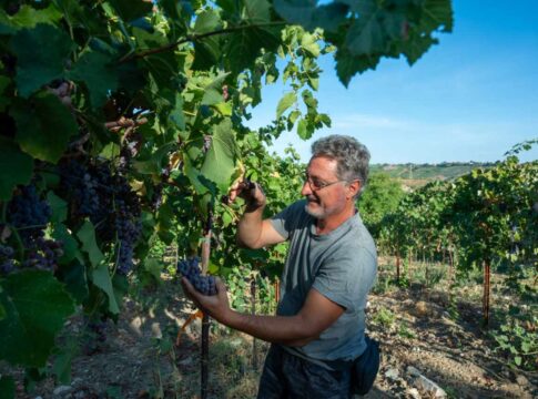 Conclusa la prima vendemmia Piwi d’Abruzzo