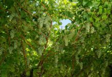 Vendemmia 2026: Cavit legge il trentino ettaro per ettaro