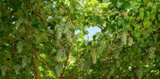 Vendemmia 2026: Cavit legge il trentino ettaro per ettaro