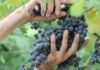 Valpolicella, uve di qualità ma tensioni sui prezzi