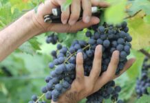 Valpolicella, uve di qualità ma tensioni sui prezzi