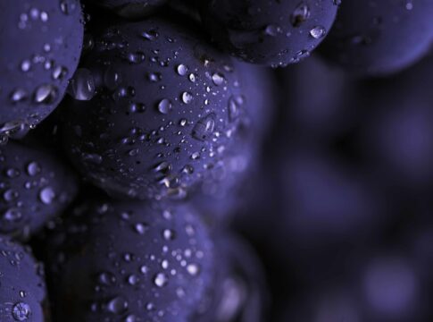 La qualità delle fermentazioni parte dal vigneto