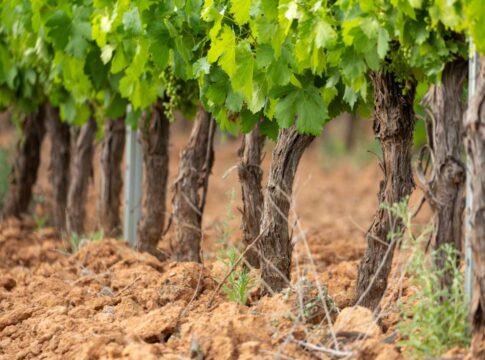 Il terroir è anche questione di microbiota