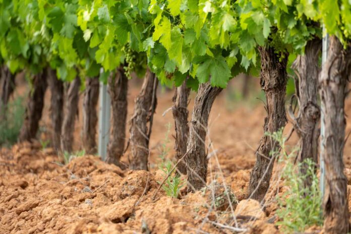 Vineyard rows showing young grapevines and leaves