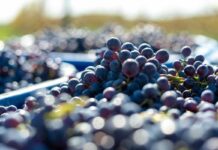 Vendemmia 2026, Italia a 41 milioni di ettolitri