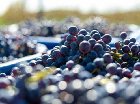 Vendemmia 2026, Italia a 41 milioni di ettolitri