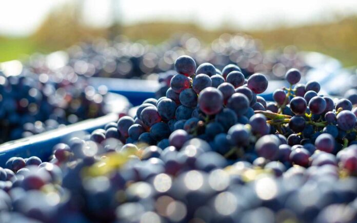 Viticulture: Blue vine grapes in crates. Grapes for making wine.