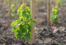 Barbatelle: più tracciabilità e garanzie. La filiera ne riconosca il valore