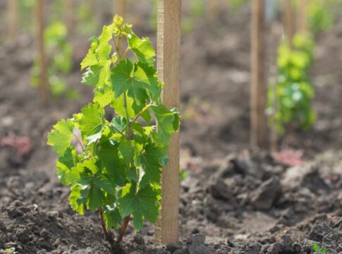 Barbatelle: più tracciabilità e garanzie. La filiera ne riconosca il valore